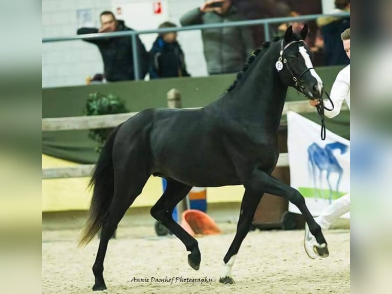 Welsh-PB Wallach 12 Jahre 151 cm Rappe in Szabadsz&#xE1;ll&#xE1;s