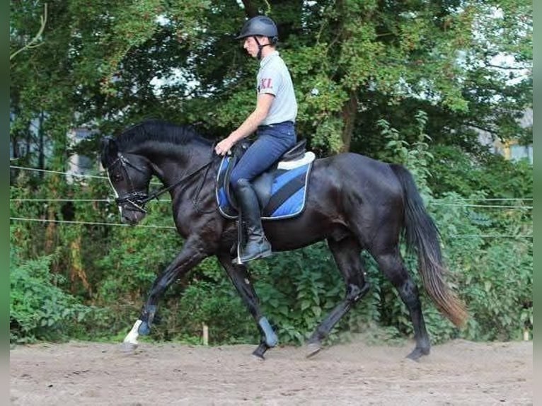 Welsh-PB Wallach 12 Jahre 151 cm Rappe in Szabadsz&#xE1;ll&#xE1;s