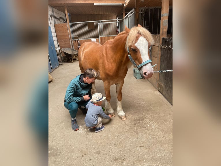 Welsh-PB Wallach 14 Jahre 138 cm Fuchs in Oftersheim