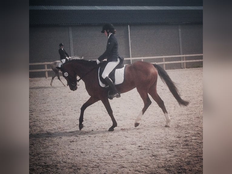 Welsh-PB Mix Wallach 18 Jahre 145 cm Brauner in Buggenhout