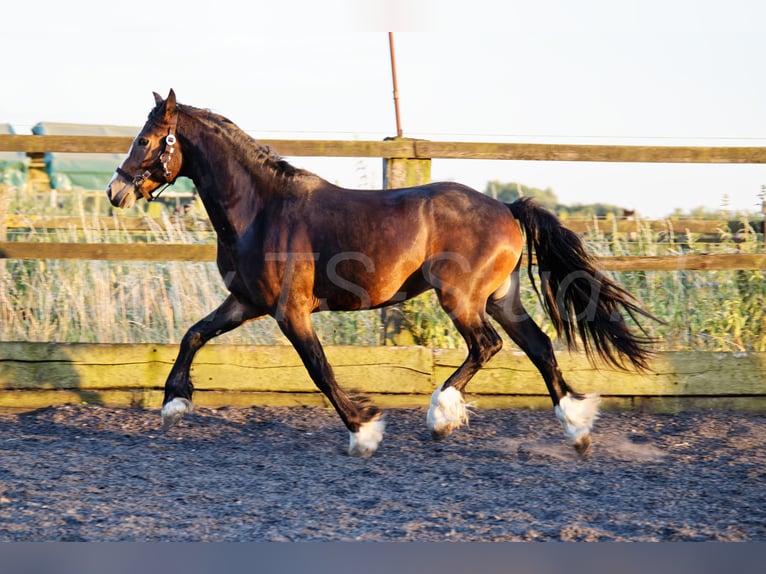 Welsh-PB Wallach 2 Jahre 150 cm Schwarzbrauner in Meerbusch
