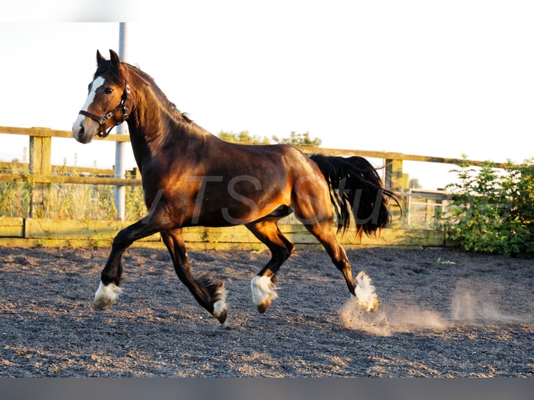 Welsh-PB Wallach 2 Jahre 150 cm Schwarzbrauner in Meerbusch
