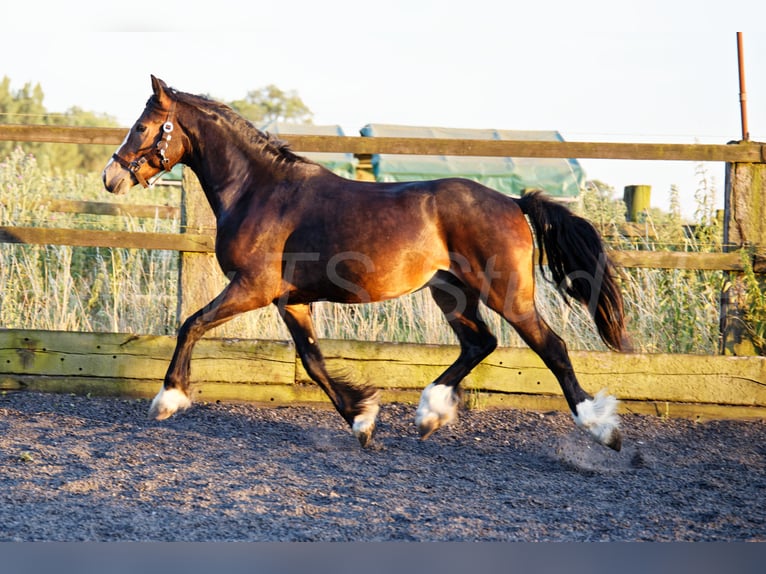 Welsh-PB Wallach 2 Jahre 150 cm Schwarzbrauner in Meerbusch