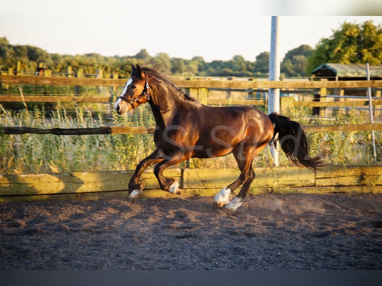 Welsh-PB Wallach 2 Jahre 150 cm Schwarzbrauner in Meerbusch