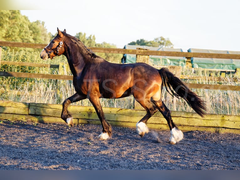 Welsh-PB Wallach 2 Jahre 150 cm Schwarzbrauner in Meerbusch