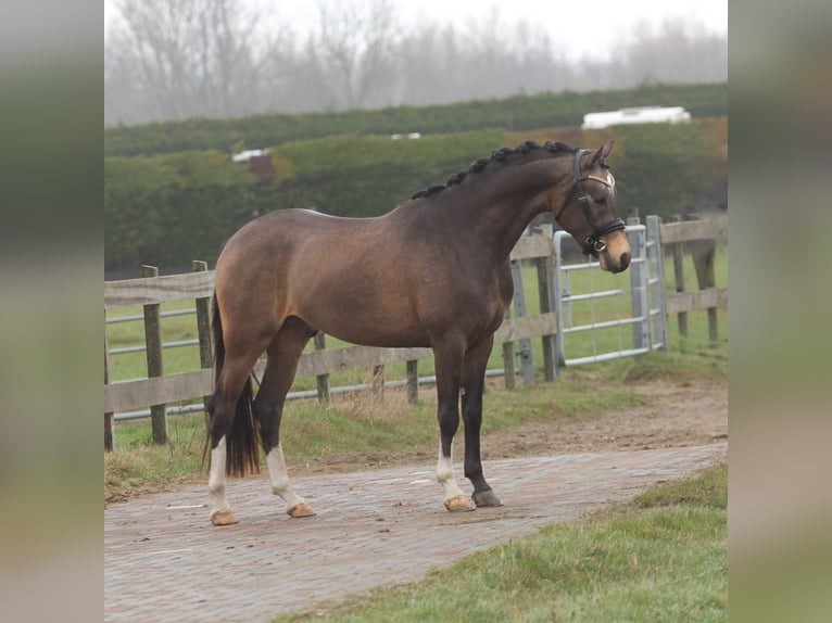 Welsh-PB Wallach 3 Jahre 146 cm Buckskin in Heemskerk