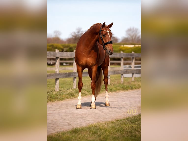 Welsh-PB Wallach 3 Jahre 147 cm Fuchs in Heemskerk