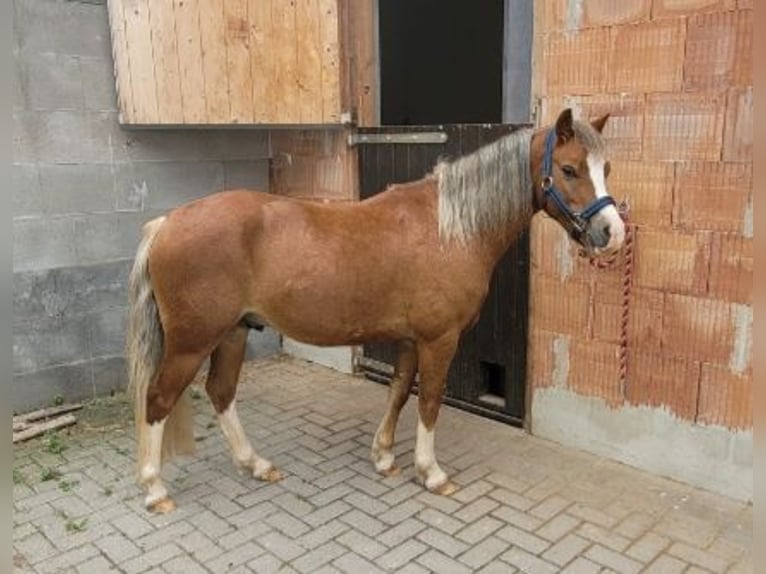Welsh-PB Wallach 4 Jahre 121 cm Fuchs in Hanstein-Rusteberg