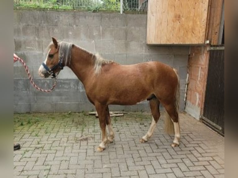 Welsh-PB Wallach 4 Jahre 121 cm Fuchs in Hanstein-Rusteberg