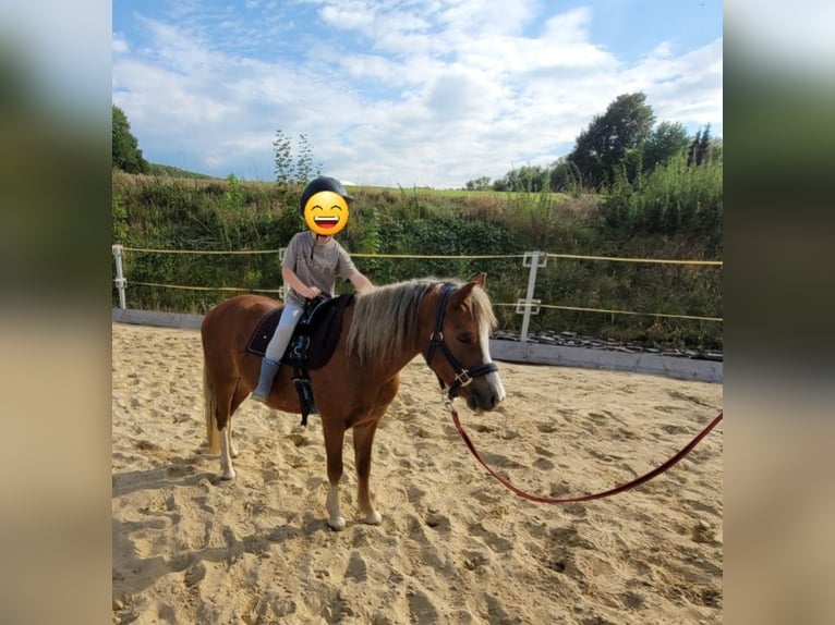 Welsh-PB Wallach 4 Jahre 121 cm Fuchs in Hanstein-Rusteberg