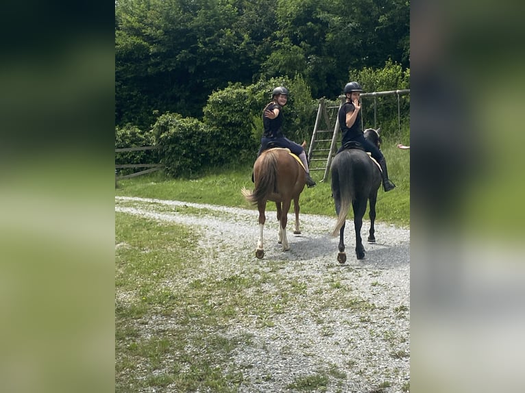 Welsh-PB Mix Wallach 4 Jahre 138 cm Rappschimmel in Bad Schwanberg