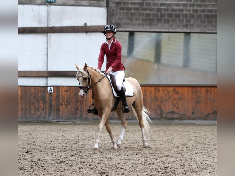 Welsh-PB Wallach 4 Jahre 146 cm Palomino in Voorthuizen