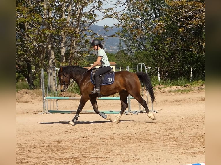 Welsh-PB Wallach 4 Jahre 155 cm Brauner in Saint-Just-en-Chevalet