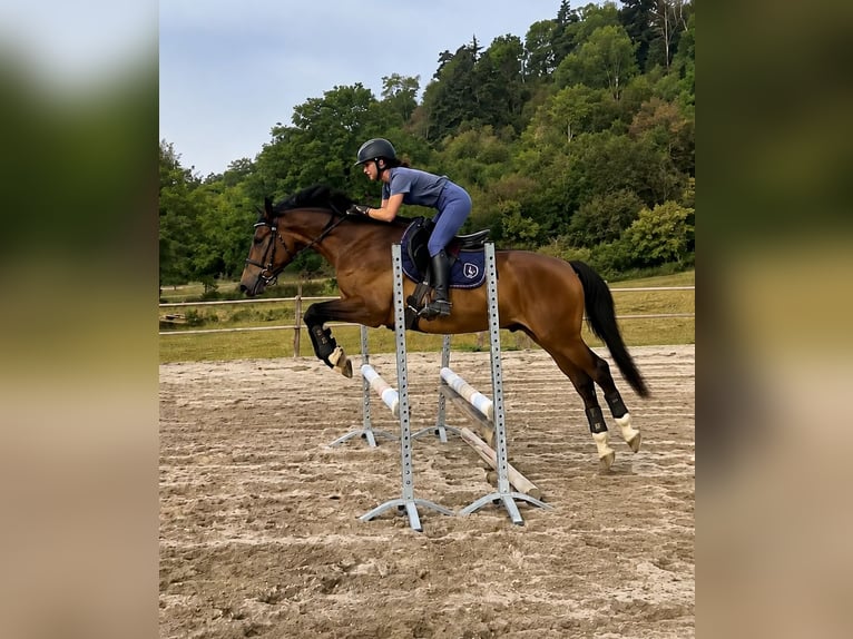 Welsh-PB Wallach 4 Jahre 155 cm Brauner in Saint-Just-en-Chevalet