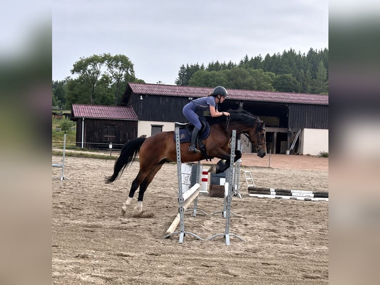 Welsh-PB Wallach 4 Jahre 155 cm Brauner in Saint-Just-en-Chevalet