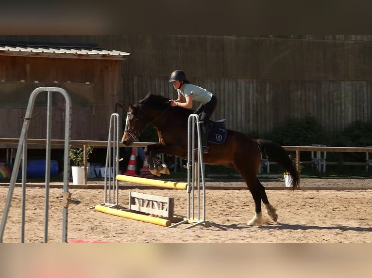 Welsh-PB Wallach 4 Jahre 155 cm Brauner in Saint-Just-en-Chevalet