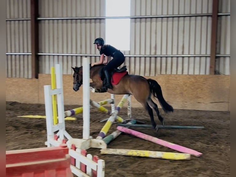 Welsh-PB Wallach 5 Jahre 126 cm Brauner in Sligo