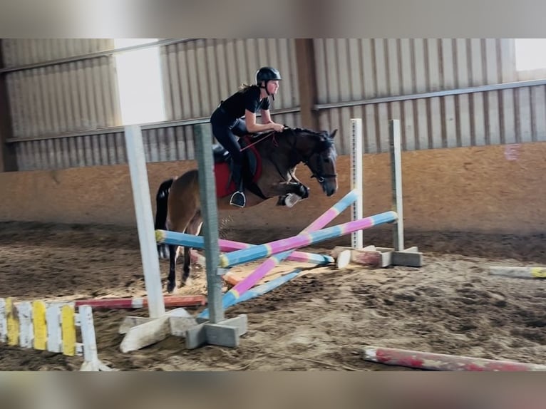 Welsh-PB Wallach 5 Jahre 126 cm Brauner in Sligo