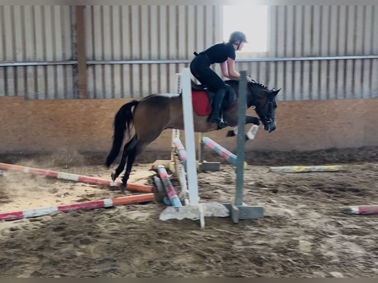 Welsh-PB Wallach 5 Jahre 126 cm Brauner in Sligo