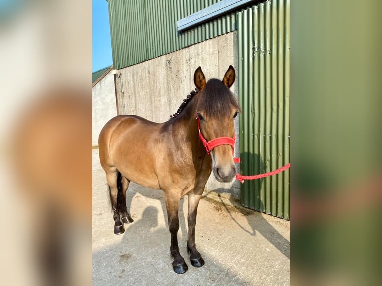 Welsh-PB Wallach 5 Jahre 126 cm Brauner in Sligo
