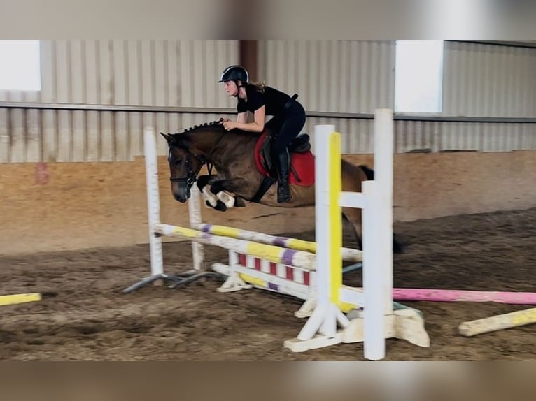 Welsh-PB Wallach 5 Jahre 126 cm Brauner in Sligo