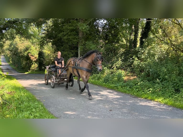 Welsh-PB Wallach 5 Jahre 126 cm Brauner in Sligo