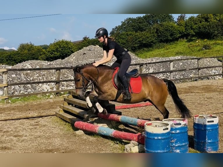 Welsh-PB Wallach 5 Jahre 126 cm Brauner in Sligo