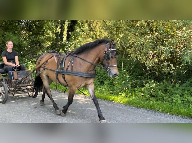 Welsh-PB Wallach 5 Jahre 126 cm Brauner in Sligo