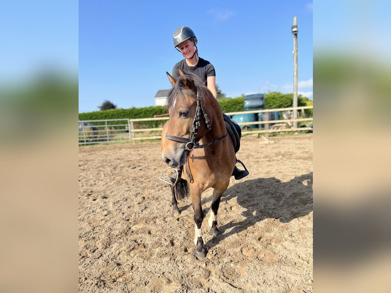 Welsh-PB Wallach 5 Jahre 126 cm Brauner in Sligo