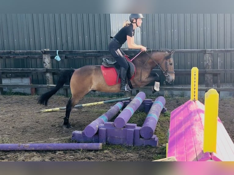 Welsh-PB Wallach 5 Jahre 126 cm Brauner in Sligo