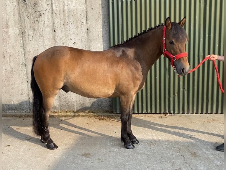Welsh-PB Wallach 5 Jahre 126 cm Brauner in Sligo