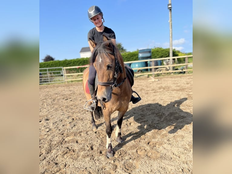 Welsh-PB Wallach 5 Jahre 126 cm Brauner in Sligo