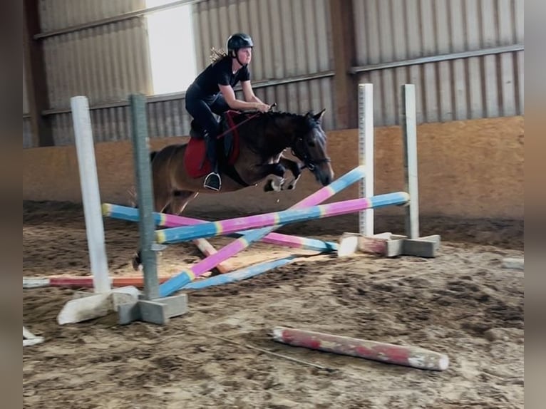 Welsh-PB Wallach 5 Jahre 126 cm Brauner in Sligo
