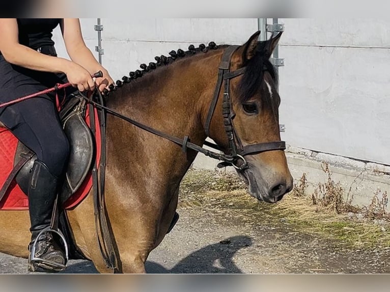 Welsh-PB Wallach 5 Jahre 126 cm Brauner in Sligo