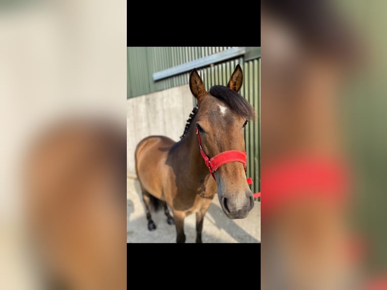 Welsh-PB Wallach 5 Jahre 126 cm Brauner in Sligo