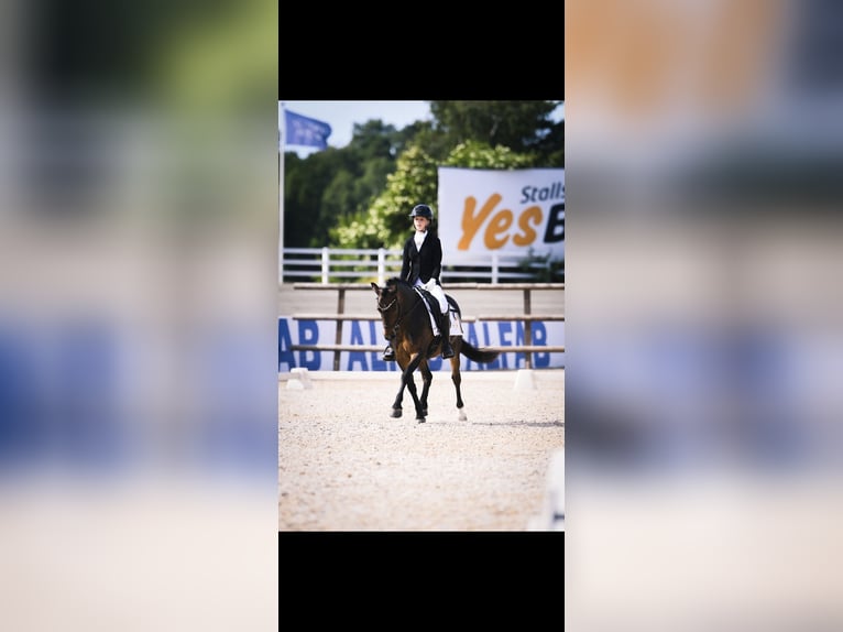 Welsh-PB Wallach 5 Jahre 133 cm Rotbrauner in Vallentuna