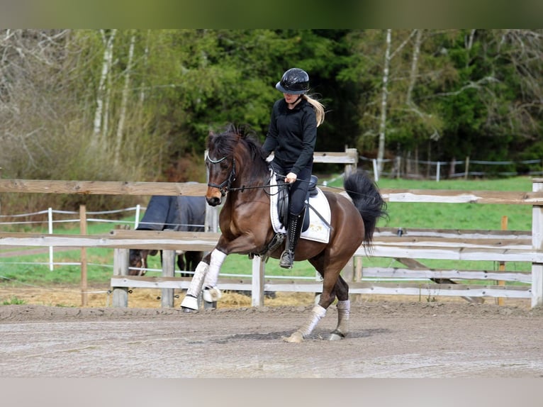 Welsh-PB Wallach 5 Jahre 133 cm Rotbrauner in Vallentuna