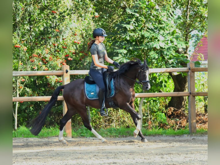 Welsh-PB Wallach 5 Jahre 136 cm Schwarzbrauner in Garyp