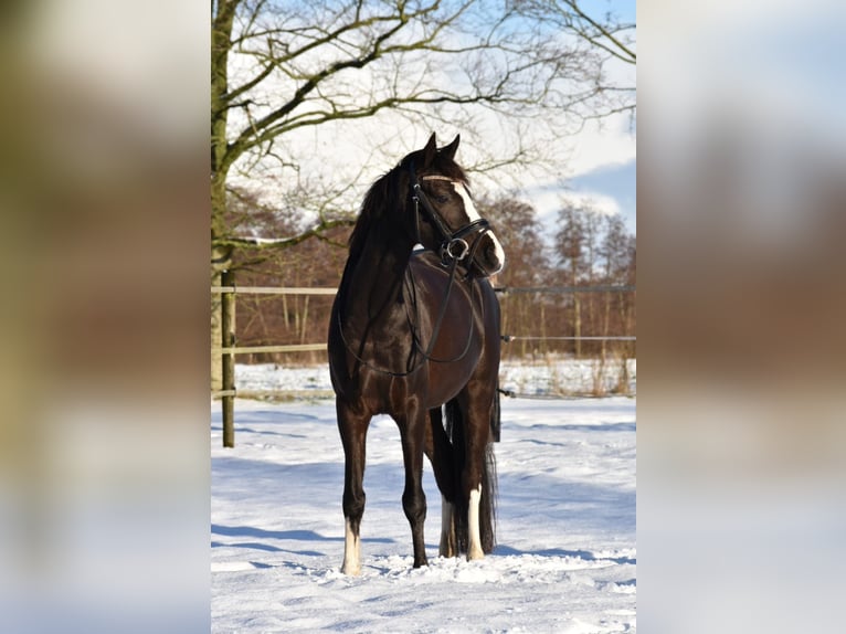Welsh-PB Wallach 5 Jahre 136 cm Schwarzbrauner in Garyp