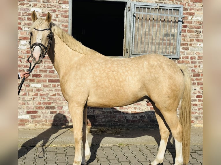 Welsh-PB Wallach 5 Jahre 145 cm Palomino in Grevenbroich