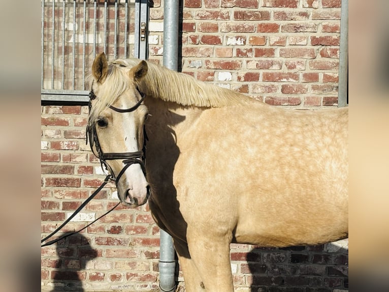 Welsh-PB Wallach 5 Jahre 145 cm Palomino in Grevenbroich
