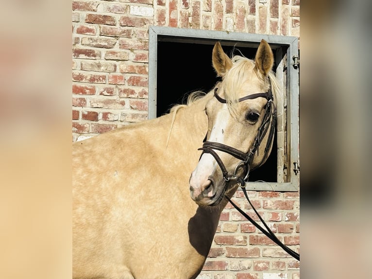 Welsh-PB Wallach 5 Jahre 145 cm Palomino in Grevenbroich