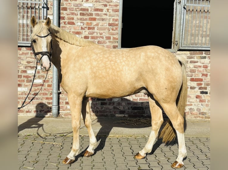 Welsh-PB Wallach 5 Jahre 145 cm Palomino in Grevenbroich