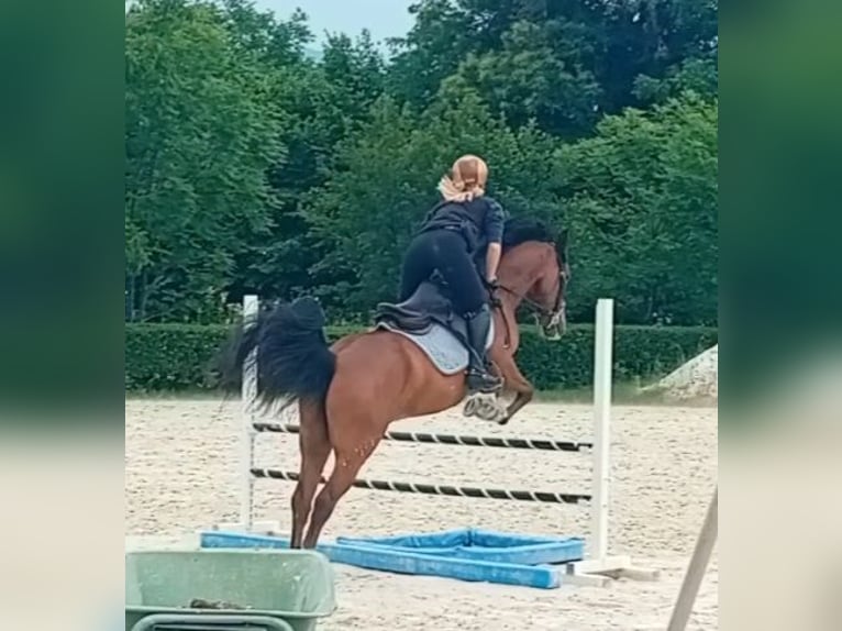 Welsh-PB Wallach 5 Jahre 147 cm Brauner in Borgo San Dalmazzo
