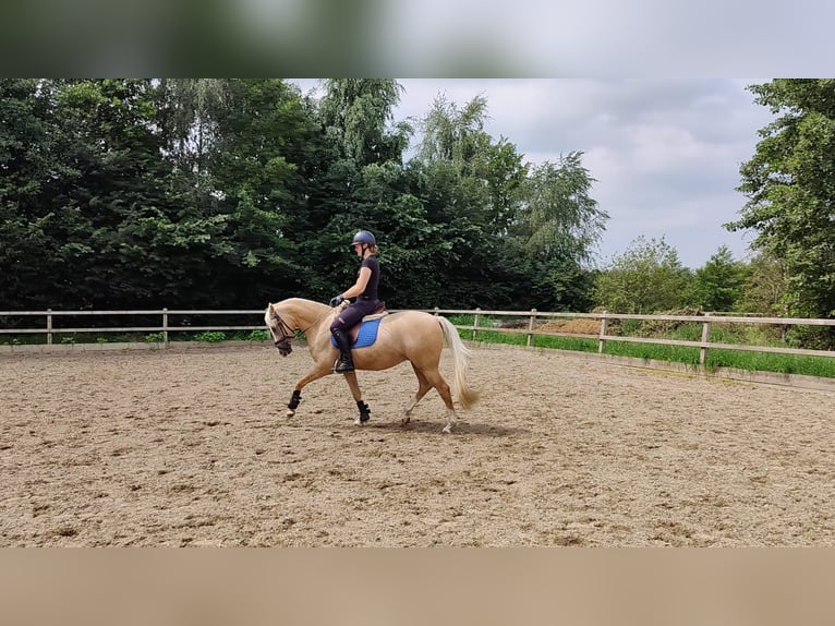 Welsh-PB Wallach 5 Jahre 150 cm Palomino in Halle
