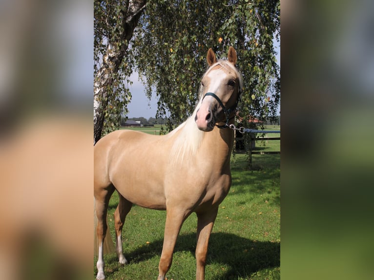 Welsh-PB Wallach 5 Jahre 150 cm Palomino in Halle