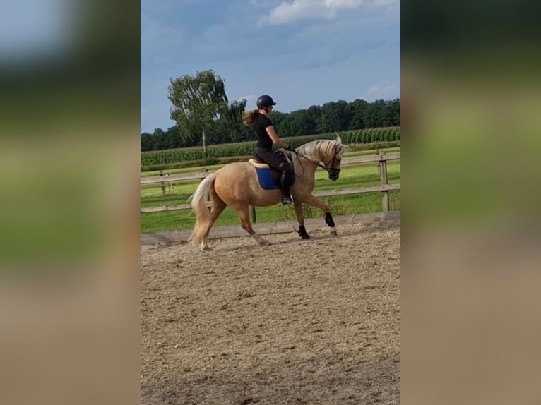 Welsh-PB Wallach 5 Jahre 150 cm Palomino in Halle
