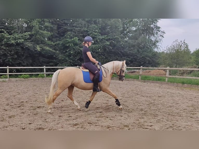 Welsh-PB Wallach 5 Jahre 150 cm Palomino in Halle