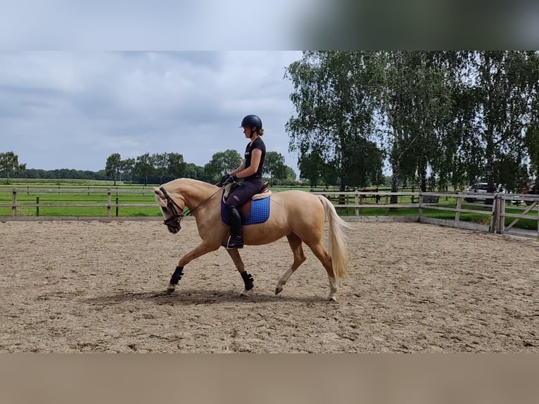 Welsh-PB Wallach 5 Jahre 150 cm Palomino in Halle