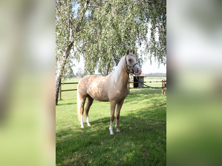 Welsh-PB Wallach 5 Jahre 150 cm Palomino in Halle